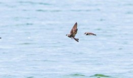 燕子最新爆料,娱乐圈最新爆料大揭秘！